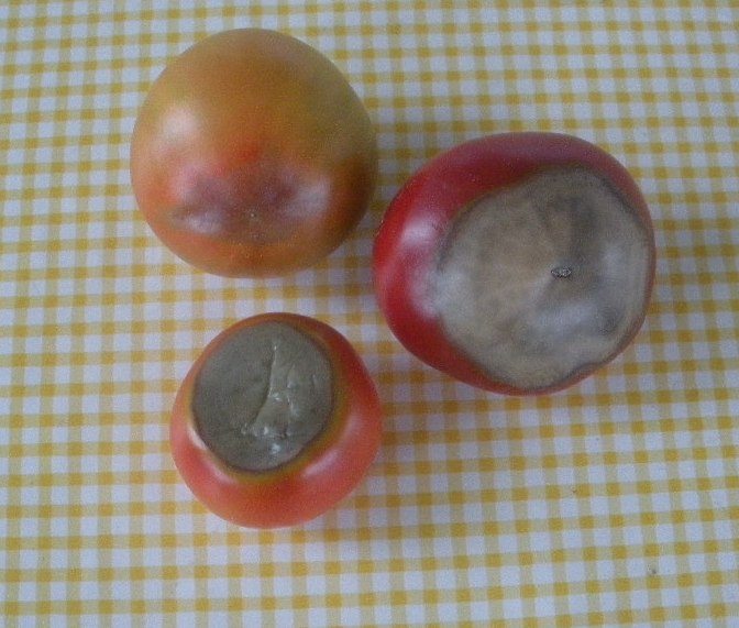 Kalsiumin puute vioittaa tomaatin hedelmää