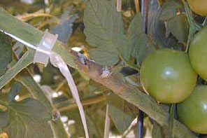 Kuvassa harmaahomeen aiheuttama varsilaikku tomaatilla. Pahimmillaan harmaahome aiheuttaa koko taimen kuihtumisen.