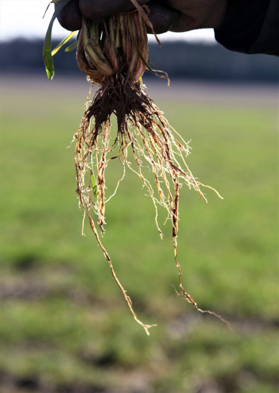 Kuvassa elokuun 8 päivä 2019 Siuntiossa kylvetty hybridirukiin juuristo. Kasviin oli syksyllä kehittynyt runsaasti sivuversoja ja sen juuristo on runsas sekä pitkä. Ruiskasvustossa ei roustevaurioita ei esiintynyt. Kuvauspäivä 20.3.2020 (Saara Liespuu). 