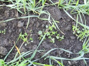Tämä pelto kynnettiin viime syksynä ja pinnassa olleet vesiheinän siemenet päätyivät syvemmälle.  Ovatko pellolla olevat vesiheinät gramma-aineita kestäviä vai ei, se selviää muutaman päivän kulutta ruiskutuksesta.