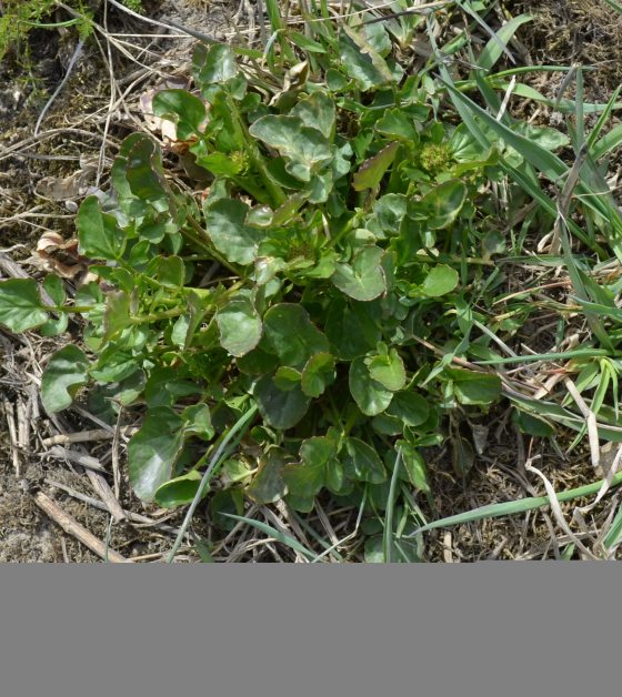 Peltokanankaali lähtee keväällä voikukkaankin aikaisemmin kasvuun. Ruiskutus tulee tehdä viimeistään kukkavarsien pituuskasvun aikana ennen kukintaa. Kuva Somerolta 14.5.2017.