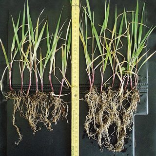pH:n nousu edistää juurten kasvua.