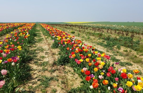 EU:n maatalousympäristö on hyvin erilaista eri alueilla, mikä tuo haasteensa päätöksentekoon. Belgiassa oli huhtikuun lopulla kevät jo pitkällä.