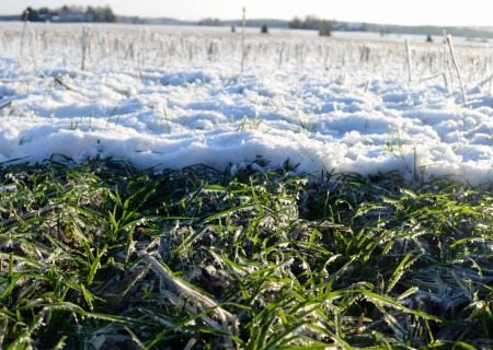 Syysvehnäpelto Somerolla tammikuussa 2014. Kasvuston päällä muutamia senttimetrejä lunta, ja alla raikkaanvihreä kasvusto.