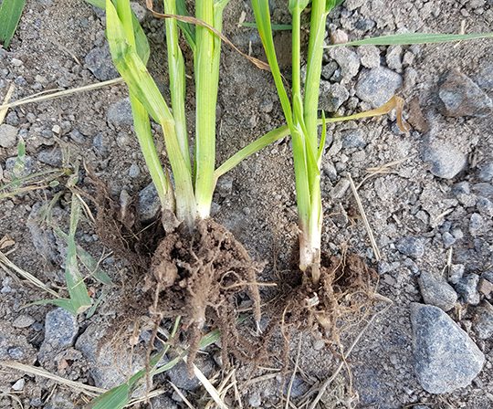 Maatilalla havaittiin Wuxal Terios Mn+ peitatun viljan oraiden ja juuriston parempi kasvu. Kuvassa vasemmalla on Terios peitattuja viljanäytteitä ja oikealla on viljaa peittaamattomasta alueesta. (kesä 2019)