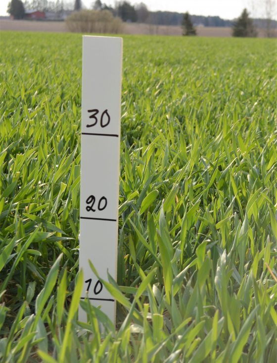 KWS Binntto lajike Somerolla talvehti hyvin ja oli vapunpäivänä 2020 noin 10 cm korkuista