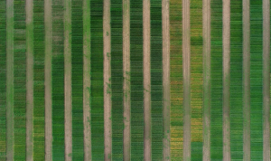 Droonien avulla voi tunnistaa myös erilaisia maaperän muutoksia peltolohkoilla. Kuva: Tinja Pitkämäki / Turun yliopisto