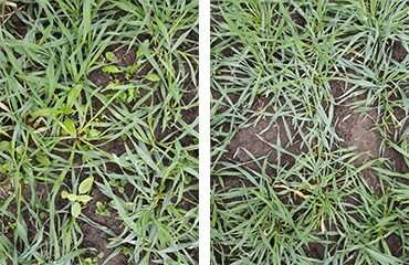 Ruiskuttamattomassa hybridirukiissa (kuva vasemmalla) oli paljon erilaisia rikkakasveja syksyllä 2019. Mateno Duo-käsitellyssä alassa rikkakasveja ei myöhemmin syksyllä juurikaan kasvanut.