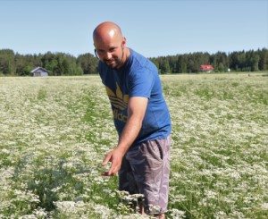 Mikko Niemen tilalla Jurvassa on ollut kuminaa jo vuodesta 2005 eli siitä lähtien, kun kuminan viljely alkoi yleistyä Suomessa. Hän on närpiöläisen Caraway Finland Oy:n sopimusviljelijä.