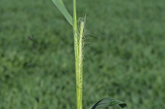 16.5. otetussa kuvassa ruis on jo noin 30 cm korkeaa ja tähkän muodostuminen on alkanut (kuva: Lasse Matikainen, Somero)