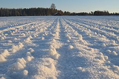 Tammikuussa alkoi pakkaskausi, alimmillaan jopa - 30 astetta. Somerolla onneksi  satoi 2-3 cm lunta, joka antoi oraille suojaa