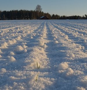 Syysvehnän oraat Somerolla Loppiaisena 2016. Pakkasta iltapäivällä -26 astetta. Tähän vuoteen verrattuna lunta oli sentin verran enemmän. Kovimpien pakkasten synnyttämää kuuraa oli lehdissä paljon, ja siksi myös lunta tarttunut oraisiin.