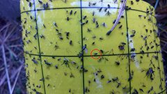 Liimapyydykseen tarttuu monenlaisia hyönteisiä. Punaisella ympyröity on kahukärpänen. Kuva Ruskolta 5.9.2015.