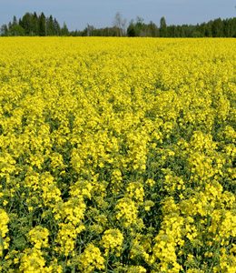 Toukokuun viimeisellä viikolla Martti Yli-Kleemolan täystiheä syysrapsikasvusto oli komeassa kukassa.
