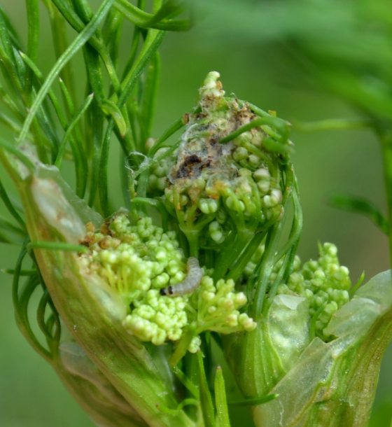 Kuvassa näkyy yksi toukka ja taaempana jo osittain syötyjä siemenaiheita