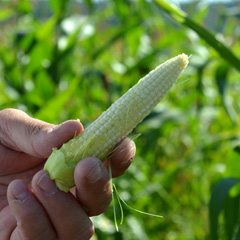 Maissin tähkä on jo hyvässä kasvussa. Korjuu tehdään lokakuussa tai viimeistään viikon kuluessa ensimmäisestä yöhallasta.