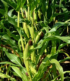  Maissin tärkein osa on tähkä. Elokuun 19 päivänä Pioneerin hybridilajikkeessa oli runsaasti maissin tähkiä ja ne hyvin ehtivät kehittyä korjuukypsäksi syksyn aikana.