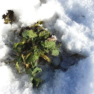 Ensimmäiset lumen alta paljastuvat Pioneer Maximus 06 taimet ovat hyvin kestäneet talven rasitukset
