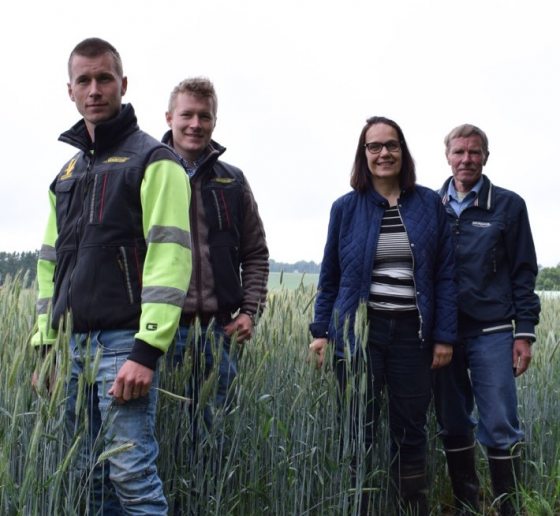 Ruismestari-raadin jäsenet Anne Kerminen Yaralta ja Lasse Matikainen ViljeljänBerneriltä arvioivat tilan ruispeltoja. 