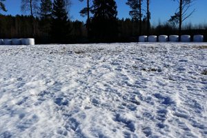 Maaliskuun puolivälissä suurin osa Pioneer Maximus 06 taimista oli lumen peittäminä