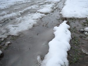 Somerolla on joulukuun alkupuoliskolla satanut vettä 45 mm, sisältäen myös kahdet lumisateet vedeksi muutettuna. Tässä pellossa ei maa ole rakenteellisesti kunnossa. Kuva 14.12.2014.
